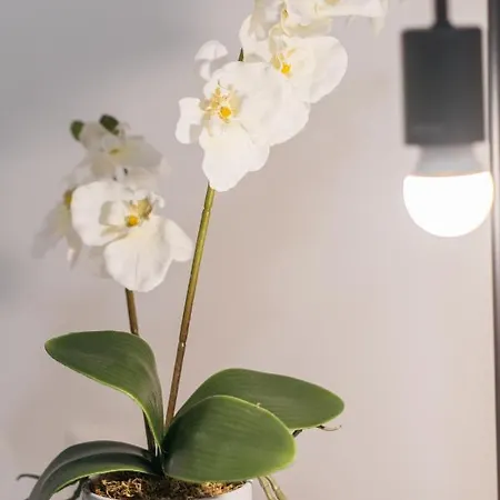 Park Siska Appartement *