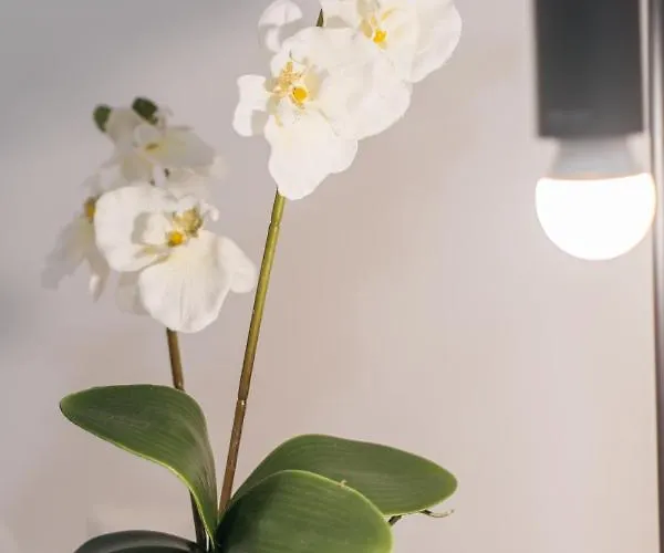 Park Siska Apartman *